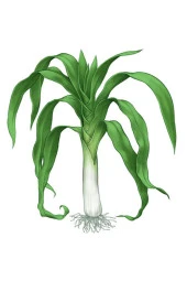 Pırasa Tohumu thumbnail 3