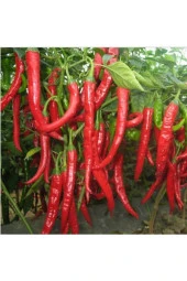 Chili Biberi Tohumu thumbnail 1
