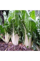 Pazı Tohumu thumbnail 1