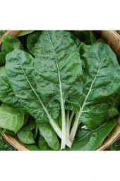 Pazı Tohumu thumbnail 2