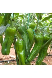 Yediveren Üç Burun Biber Tohumu 1000 Adet thumbnail 1