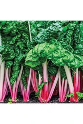 Pazı Tohumu thumbnail 3