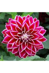 Dev Dalya Çiçeği Tohumu Tropikal Çiçek Tohumları (10 Adet Tohum) thumbnail 1