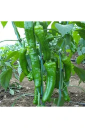 Yediveren Üç Burun Biber Tohumu 1000 Adet thumbnail 2