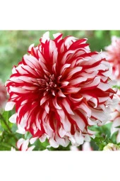 Dev Dalya Çiçeği Tohumu Tropikal Çiçek Tohumları (10 Adet Tohum) thumbnail 2