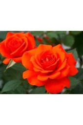 5 Adet Yediveren Turuncu Gül Tohumu thumbnail 1