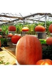 Eko Paket 50 Adet Dev Bal Kabağı Tohumu thumbnail 2