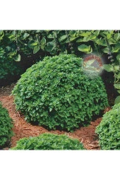 500 Adet Top Reyhan/fesleğen Tohumu thumbnail 3