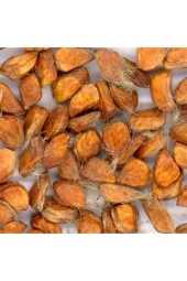 5 Adet Yediveren Turuncu Gül Tohumu thumbnail 3