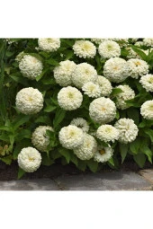 Beyaz Renk Zinnia Çiçeği Tohumu thumbnail 1