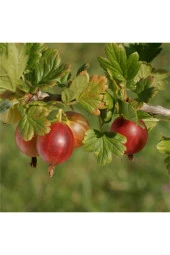 Kırmızı Bektaşi Üzümü & American Red Goosberry Fruit Tohumu Tropikal Meyve Tohumları (5 Adet Tohum) - 1
