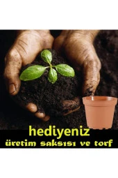 Gül Hatmi Çiçeği Tohumu 15 Adet thumbnail 2