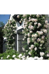 5 Adet Beyaz Sarmaşık Gül Tohumu thumbnail 1