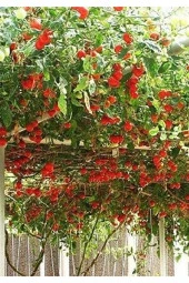 50 Adet Nadir Domates Ağacı Tohumu thumbnail 2