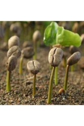 10 Adet Saksılık Kahve Ağacı Tohumu - 1