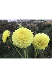 20 Adet Sarı Dahlia Çiçeği Tohumu thumbnail 2