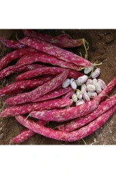 Yediveren Sırık Barbunya Tohumu 50 Adet thumbnail 2