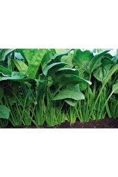 Yediveren Ispanak Tohumu 2000 Adet thumbnail 1