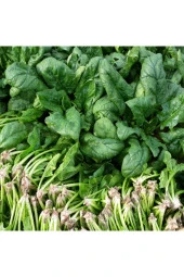 Yediveren Ispanak Tohumu 2000 Adet thumbnail 2