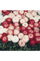 Karışık Renkli Şeker Tabağı Çiçeği Tohumu (50 Tohum) thumbnail 2