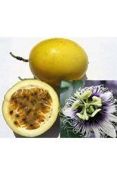 Sarı Passiflora Meyvesi (çarkıfelek) Tohumu (5 Tohum) thumbnail 1