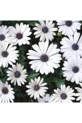 Beyaz Renkli Afrika Papatyası Tohumu (20 Tohum) thumbnail 2