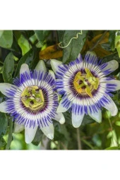 Sarı Passiflora Meyvesi (çarkıfelek) Tohumu (5 Tohum) thumbnail 2