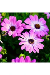 Pembe Renkli Afrika Papatyası Tohumu 20 Tohum thumbnail 1