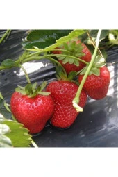 Albion Çilek Tohumu (100 Tohum) - 1