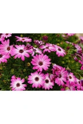 Pembe Renkli Afrika Papatyası Tohumu 20 Tohum thumbnail 2