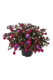 Tohumculuk Mor Küpeli Çiçeği Ekim Seti Saksı Toprak 5 Adet Tohum Kombin thumbnail 1