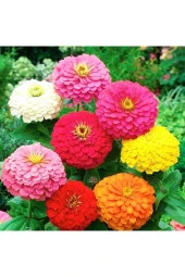 30 Adet Karışık Renkli Zinnia Çiçeği Tohumu thumbnail 1