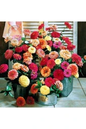 30 Adet Karışık Renkli Zinnia Çiçeği Tohumu thumbnail 3