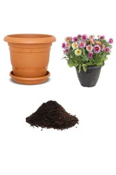 Karışık Dahlia Çiçeği Tohumu Ekim Seti - 1