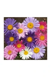 Karışık Dilber Kipriği Çiçeği Ekim Seti 5 Adet Tohum Saksı Toprak Çiçek Tohumu thumbnail 1