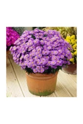 Karışık Dilber Kipriği Çiçeği Ekim Seti 5 Adet Tohum Saksı Toprak Çiçek Tohumu thumbnail 2