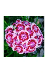 Karışık Hüsnüyusuf Çiçeği Tohumu 5 Adet Tohum Hüsnü Yusuf Çiçek Tohumu thumbnail 1