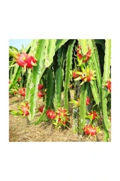 Pitaya Ejder Meyvesi Tohumu 10 Adet Tohum Pithaya Dragon Fruit thumbnail 2