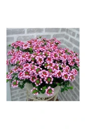 Karışık Hüsnüyusuf Çiçeği Tohumu 5 Adet Tohum Hüsnü Yusuf Çiçek Tohumu thumbnail 2