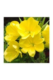 Süper Paket 100 Adet Tohum Ezan Çiçeği Tohumu Gece Mumu Tohumu thumbnail 1