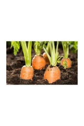 Havuç Tohumu 100 Adet Tohum Nantes Etli Erkenci Havuç thumbnail 3