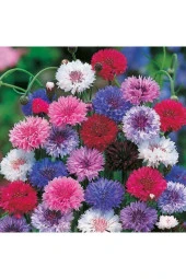 15 Adet Karışık Renk Centaurea (peygamber) Çiçek Tohumu - 1