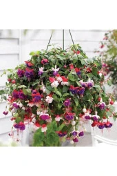 (15-20 Adet) Küpe Çiçeği Tohumu - 2