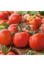 Falcon Tipi Domates Tohumu thumbnail 1