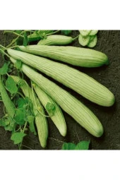 Acur Tohumu- 100adet thumbnail 1