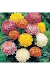 Karışık Kasımpatı Çiçeği Tohumu thumbnail 2