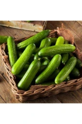 Hıyar Çengelköy Tohumu thumbnail 2