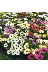 Karışık Renkli Afrika Papatyası Tohumu thumbnail 1