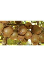 Kivi Tohumu Tropikal Meyve Tohumları(10 Adet Tohum) thumbnail 2