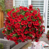 (15-20 Adet) Sarkıcı Petunya Çiçek Tohumu thumbnail 1